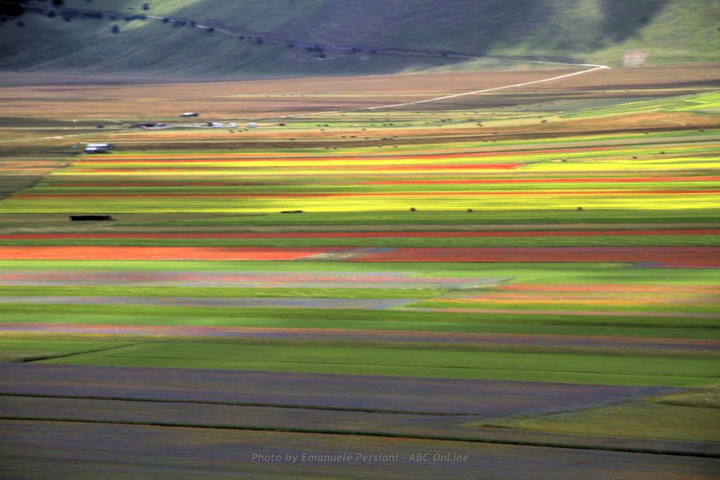 What to do in Castelluccio to see the flowering wuth coloured lines